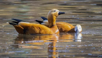 Москвичам рассказали, в каких местах утки обустраивают гнезда