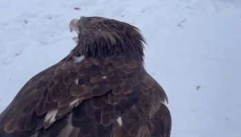 &laquo;Орлан-белохвост поздравляет&raquo;: Московский зоопарк напомнил о Дне орнитологов