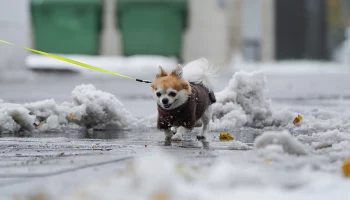Обращений о собачьем яде на улицах столицы не поступало в веткомитет Москвы