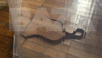 Спасатели поймали змею в квартире в столичном Отрадном