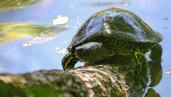 Москвичей пригласили на мастер-классы ко Всемирному дню черепахи