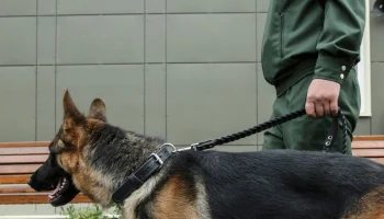 В Забайкалье таможенники обнаружили у туриста чай из крови оленя