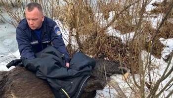 Подмосковные спасатели помогли провалившейся под лед беременной лосихе (видео)