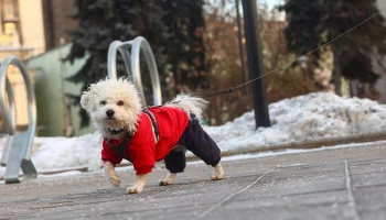Оттепель ожидается в Москве в последние дни января