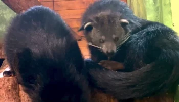 &laquo;Обидно за усатых&raquo;: в Московском зоопарке рассказали, кто такие бинтуронги