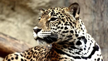 В Индии леопард растерзал пятилетнего ребенка на глазах у его дедушки