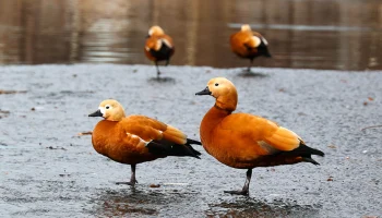 Теплый старт весны: какой будет погода в Москве на следующей неделе