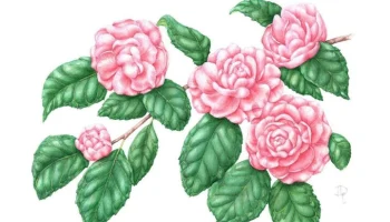 Выставка китайской живописи откроется в "Аптекарском огороде" 24 января