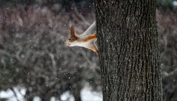 Синоптики спрогнозировали небольшой снег и гололедицу в Москве 6 декабря