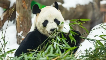 Трансляции Московского зоопарка на mos.ru&nbsp;посмотрели более одного миллиона человек