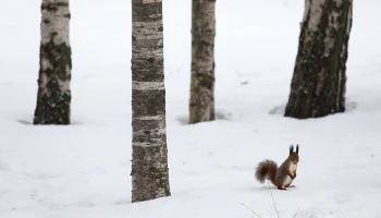 Прогнозируются аномалии: метеоролог Позднякова рассказала, какой будет зима в этом году