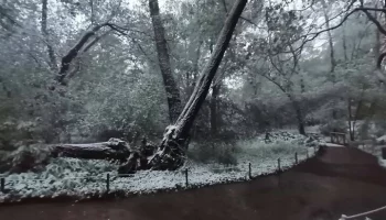 В московском "Аптекарском огороде" из-за снегопада упала 300-летняя ива