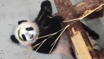 &laquo;Листики побеждены&raquo;: Московский зоопарк показал обедающую бамбуком панду Катюшу