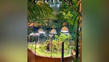 Пальмовая оранжерея "Аптекарского огорода" временно закроется с 22 декабря