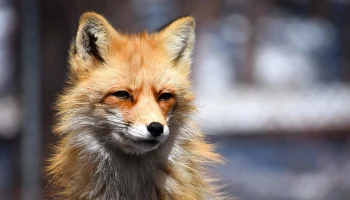 Брачный период начался у лис в Москве