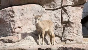 Детеныш голубого барана родился в Московском зоопарке