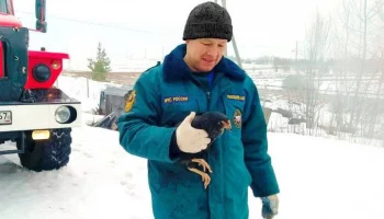 Пожарные спасли более десятка кур в Смоленской области