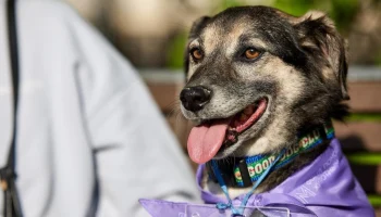 На мероприятии &laquo;Моспитомец х Четвероногий друг&raquo; подготовили семейную программу