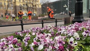 Виолу начали высаживать в Новопушкинском сквере