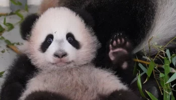 &laquo;Вошел и не понял&raquo;: Московский зоопарк рассказал о трудностях зачатия Катюши