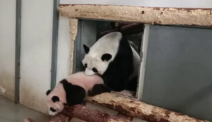 «Я настаиваю»: Московский зоопарк показал решительность мамы панды Катюши «Я настаиваю»: Московский зоопарк показал решительность мамы панды Катюши