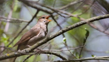 В "Лосином острове" ведется круглосуточный мониторинг живой природы