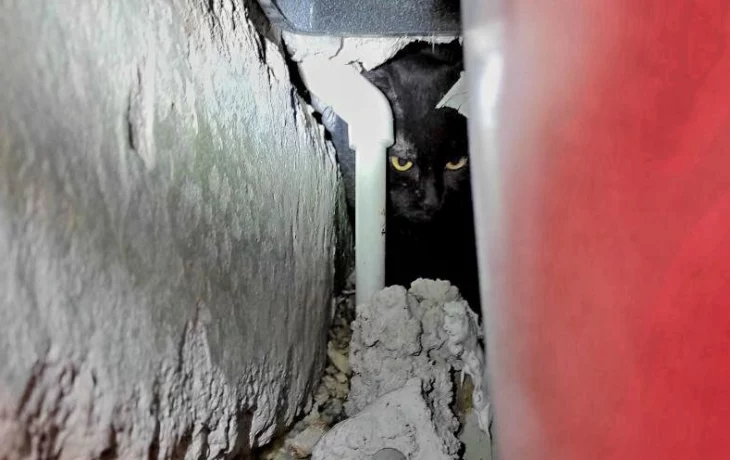 Спасатели в Москве вызволили из-под ванны кошку, которую хозяева считали сбежавшей Спасатели в Москве вызволили из-под ванны кошку, которую хозяева считали сбежавшей