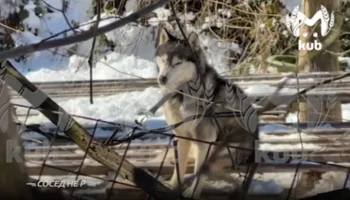 Житель СНТ "Авиатор" Стеклов: покусавшие ребенка хаски регулярно выли от голода