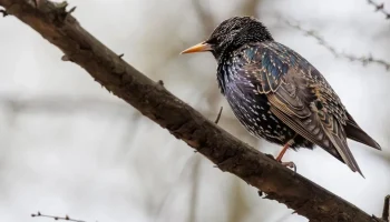 Орнитологи рассказали, какие птицы уже вернулись в столицу после зимовки