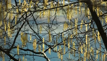 Орешник зацвел в национальном парке &laquo;Лосиный Остров&raquo; раньше срока