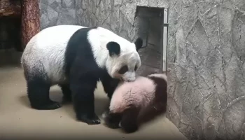 &laquo;Занесли&raquo;: Диндин потеряла терпение и приволокла Катюшу в вольер