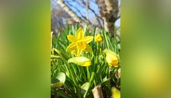 В "Аптекарском огороде" распустились тюльпаны и нарциссы