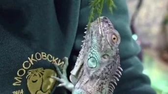 &laquo;Такие красивые&raquo;: Московский зоопарк показал растительную трапезу игуан&nbsp;