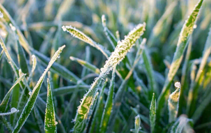 «Оранжевый» уровень опасности объявили в Подмосковье в связи с заморозками «Оранжевый» уровень опасности объявили в Подмосковье в связи с заморозками
