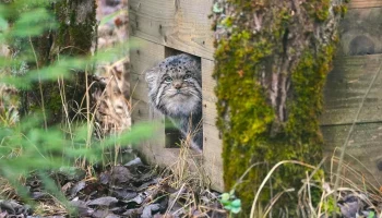 Манул Бабник из центра воспроизводства Московского зоопарка завершил зажировку
