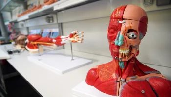 Лекция об анатомии человека и экскурсия в Доме Гоголя: куда сходить в Москве на выходных