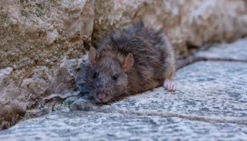 Крыса стала причиной отключения электроэнергии в части Улан-Удэ