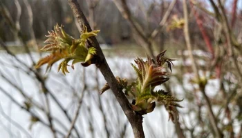 Рододендрон даурский зацвел в нацпарке "Лосиный остров"