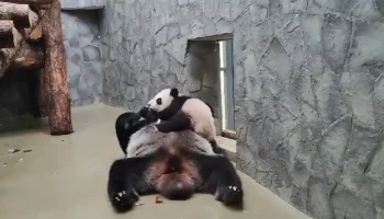 &laquo;Мудрость не знает границ&raquo;: Московский зоопарк показал упорство мамы Катюши