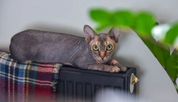 Собянин: возобновляем подачу тепла в жилые дома и социальные объекты Москвы