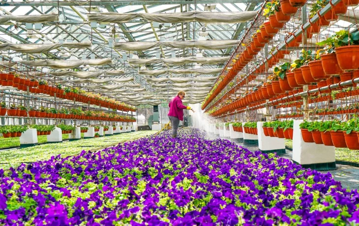 Собянин: Более 56 миллионов цветов украсят Москву в этом году