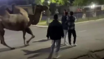 Полиция выяснит обстоятельства ночной прогулки циркового верблюда в Башкирии