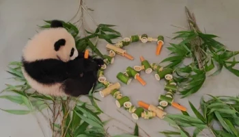 &laquo;Первая в жизни морковка&raquo;: панде Катюше исполнилось шесть месяцев