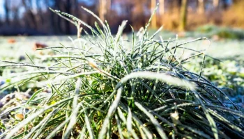 Губернатор Тамбовской области заявил о вводе режима ЧС в сельском хозяйстве