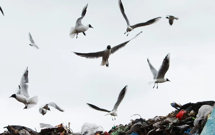 Mash: Пожар из-за жары произошел на крупнейшей свалке Подмосковья Mash: Пожар из-за жары произошел на крупнейшей свалке Подмосковья