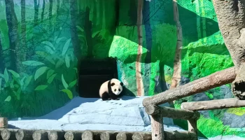 Панда Катюша ненадолго вышла в уличный вольер в Московском зоопарке