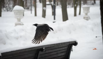&laquo;Новая холодная волна&raquo;: синоптик Леус рассказал о погоде в Москве 8 марта