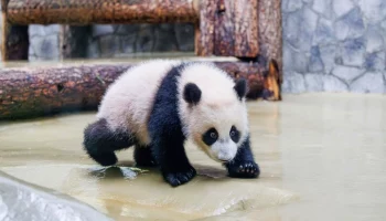 Более 40 тыс человек посетили панду Катюшу в выходные