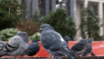 Синоптики пообещали москвичам облачную погоду со снегом 12 декабря
