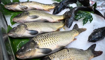 Архангельский траловый флот пообещал сдерживать цены на рыбу